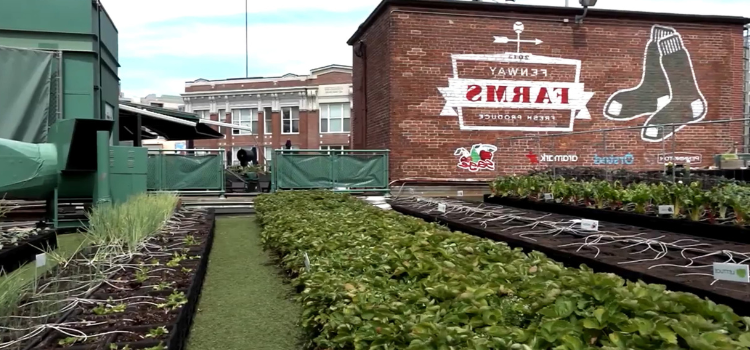 You can find a 5,000平方英尺的花园 atop 芬威球场 that grows different produce.